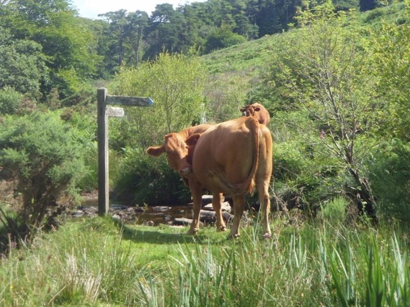 Wydemeet Bed & Breakfast Yelverton Luaran gambar